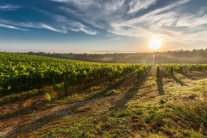 Top 10 wineries to visit on Long Island with a charter bus